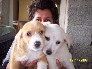 Abbiamo trovato questi due cuccioli in aperta campagna, poverini hanno fame, ci hanno detto di rivolgervi a voi....................ed anche loro entrano al rifugio. Due maschietti di cui uno con problemi all'occhietto, avranno circa due mesi.